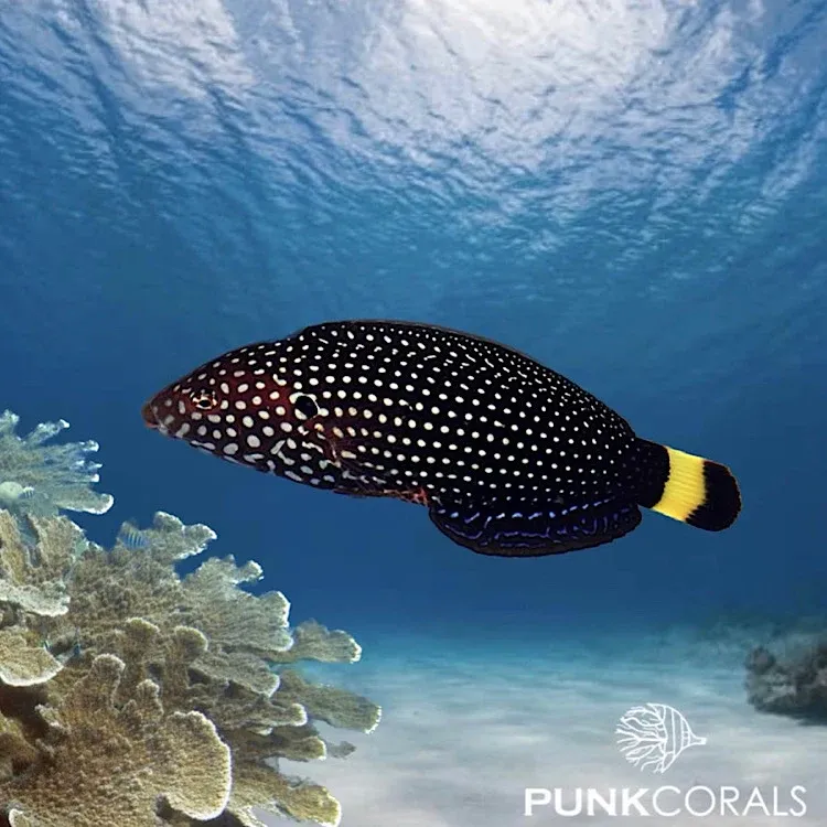 Anampses melanurus Weisspunkt Perllippfisch