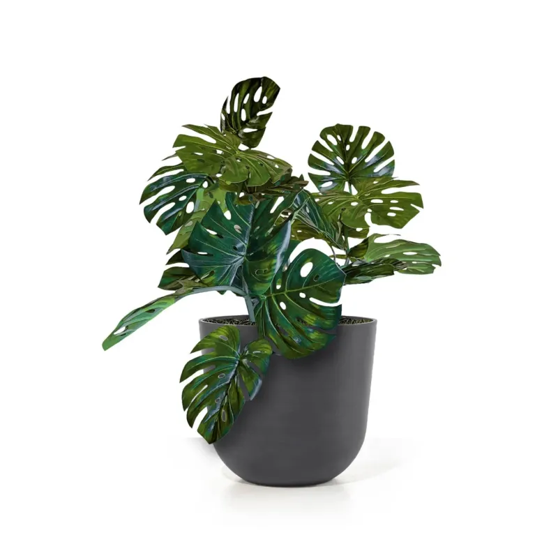 Monstera Vine in Rotunda Planter MD, Grey Matte By Gold Leaf | Planters, Troughs & Cachepots | Modishstore - 1