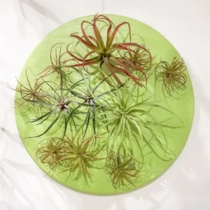 Green Wall Substrate, Air Plant Mix by Gold Leaf Design Group | Green Wall | Modishstore